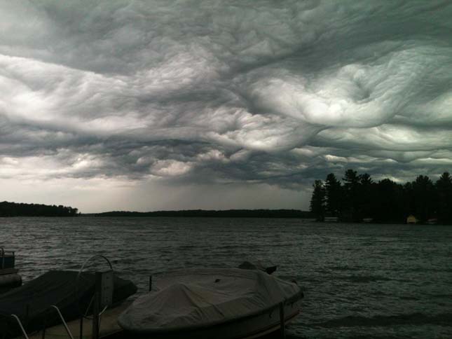 Undulatus asperatus