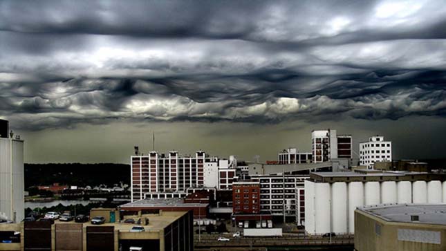 Undulatus asperatus