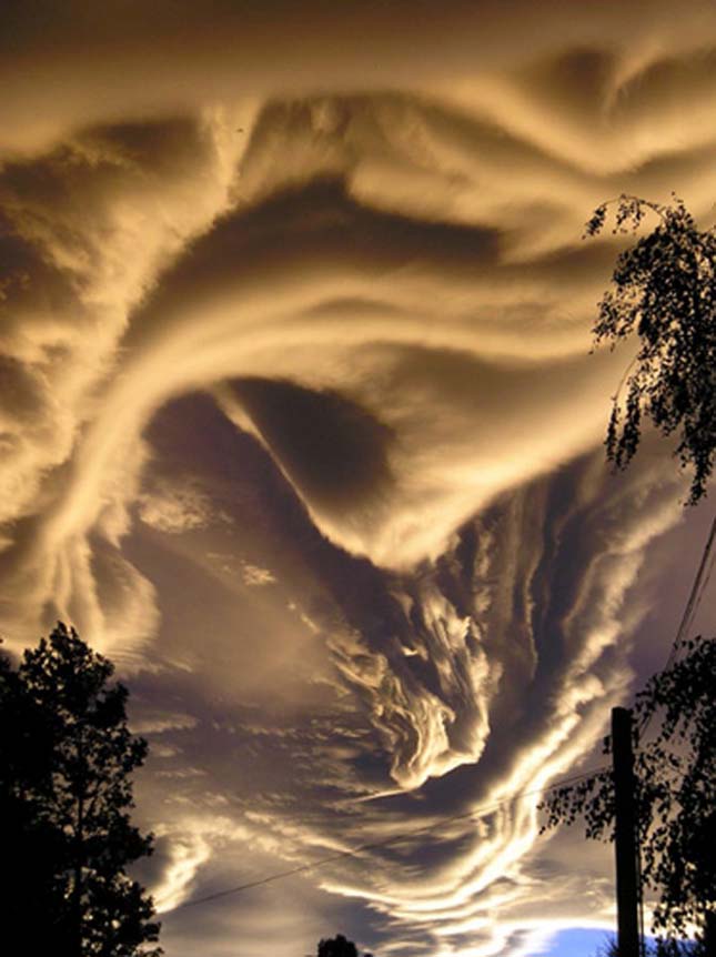 Undulatus asperatus