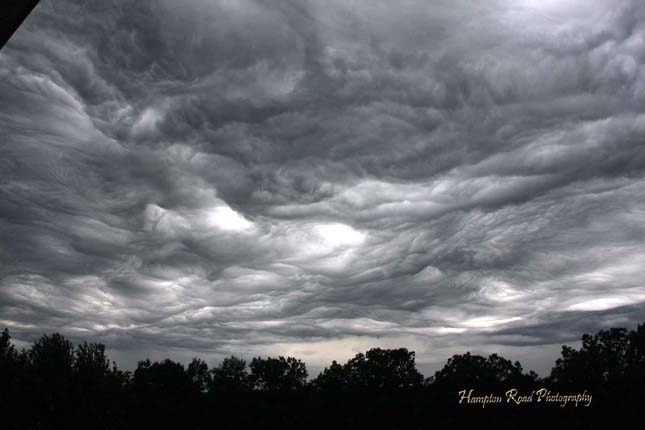 Undulatus asperatus