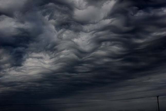 Undulatus asperatus