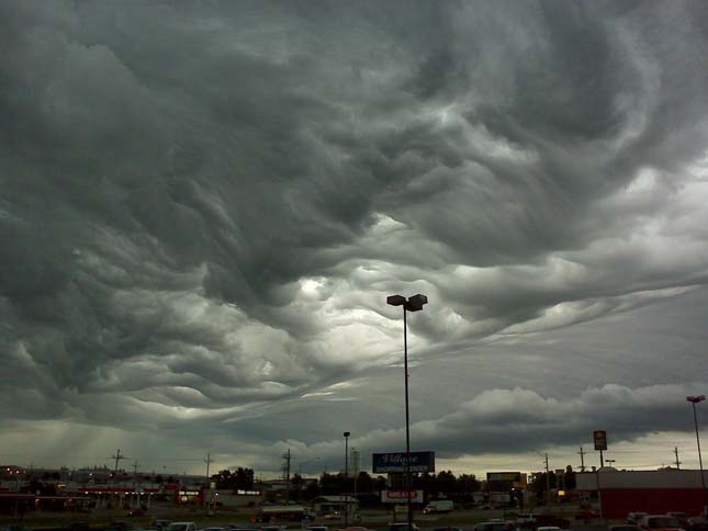 Undulatus asperatus