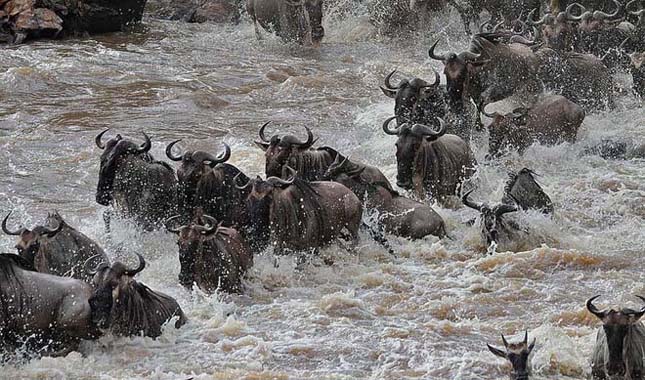 Veszélyes és halálos átkelés a nagy Mara folyón