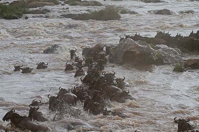 Veszélyes és halálos átkelés a nagy Mara folyón