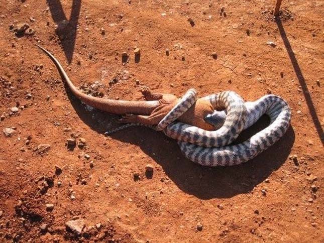 Ausztrália veszélyes állatai