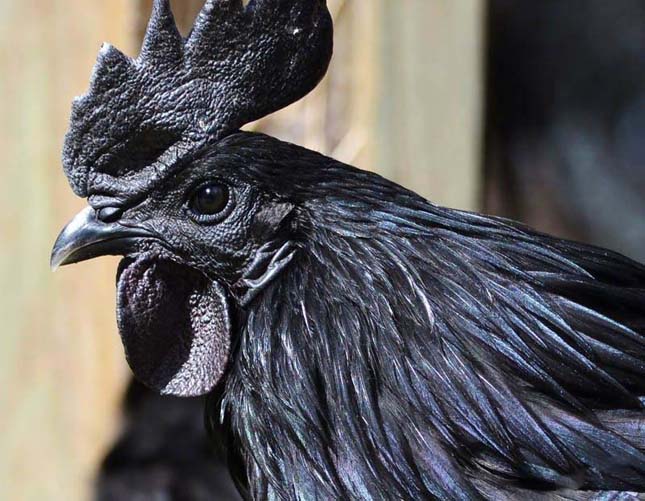 Ayam Cemani