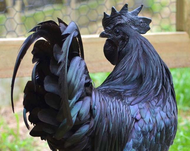 Ayam Cemani