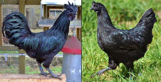 Ayam Cemani