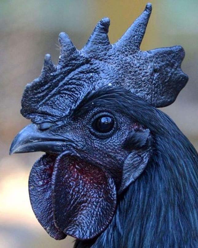 Ayam Cemani