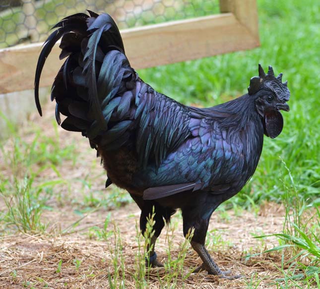 Ayam Cemani