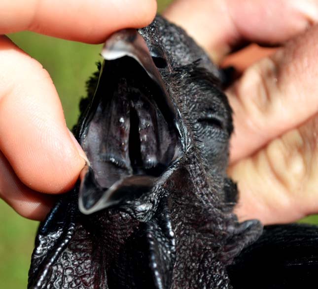 Ayam Cemani