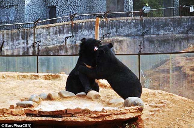 Ázsiai fekete medvék