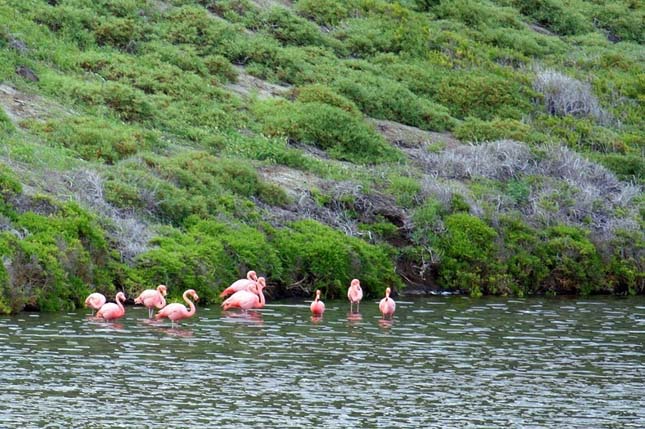 Bainbridge Rocks, Galápagos-szigetek