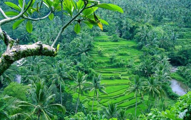 Bali