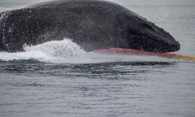 Kajakosokra ugrott a hatlmas púpos bálna