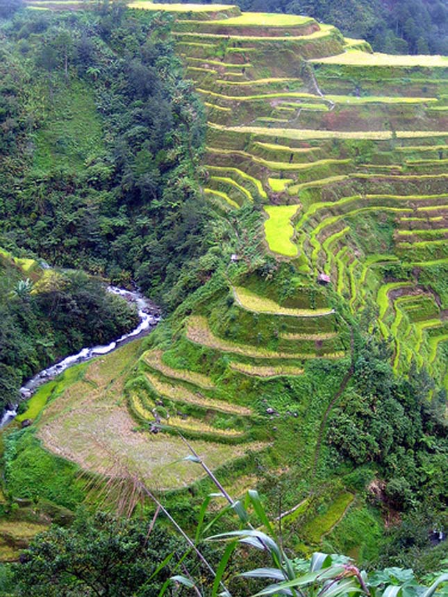 Banaue rizsteraszai