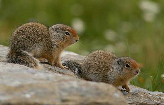 Banff Nemzeti Park