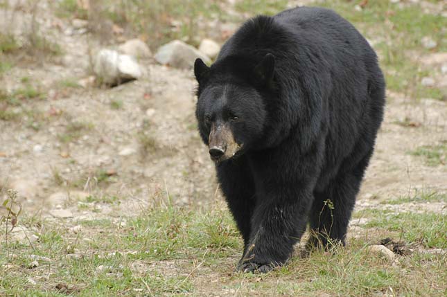 Banff Nemzeti Park