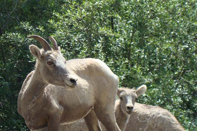 Banff Nemzeti Park