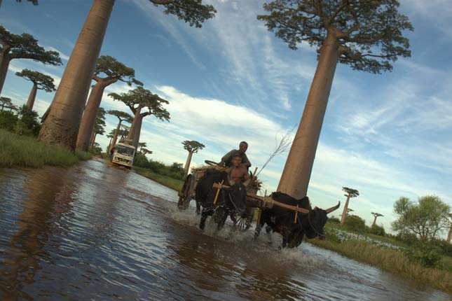 Baobab avenue, majomkenyérfák útja