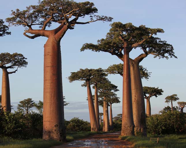 Baobab avenue, majomkenyérfák útja