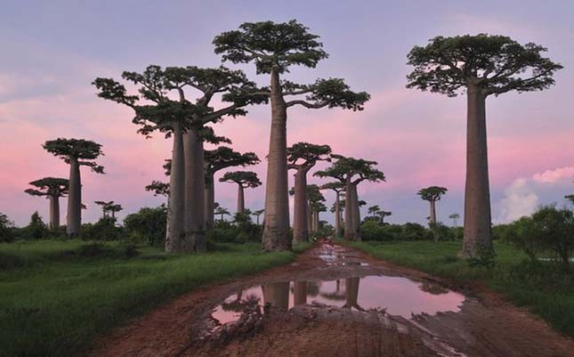 Baobab avenue, majomkenyérfák útja