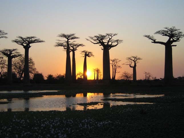 Baobab avenue, majomkenyérfák útja