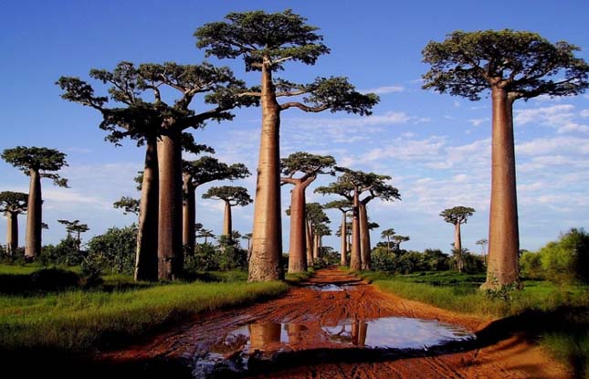 Baobab avenue, majomkenyérfák útja