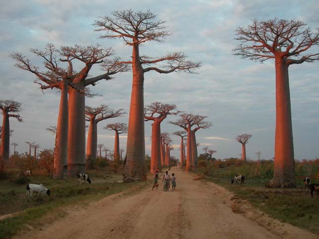 Baobab avenue, majomkenyérfák útja