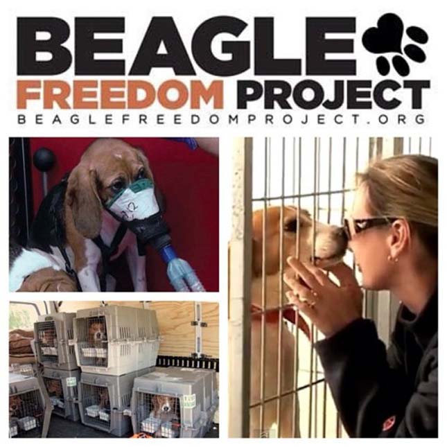 Beagle Freedom Project