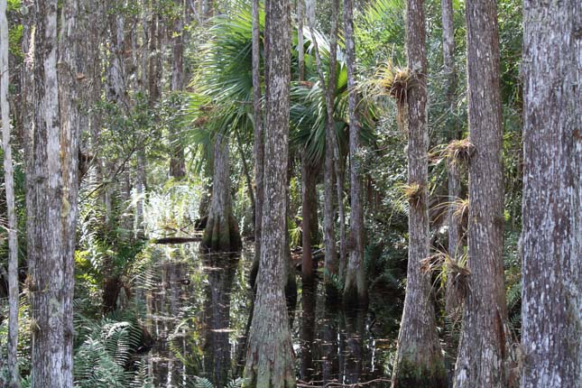 Big Cypress Nemzeti Rezervátum