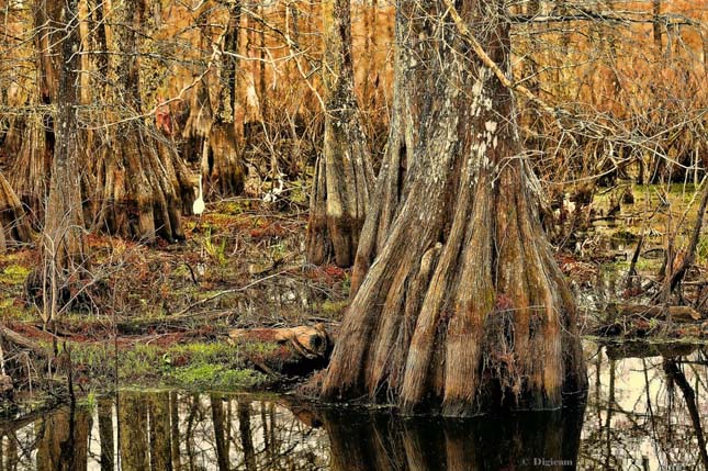 Big Cypress Nemzeti Rezervátum