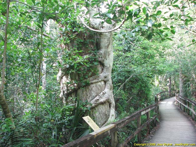Big Cypress Nemzeti Rezervátum