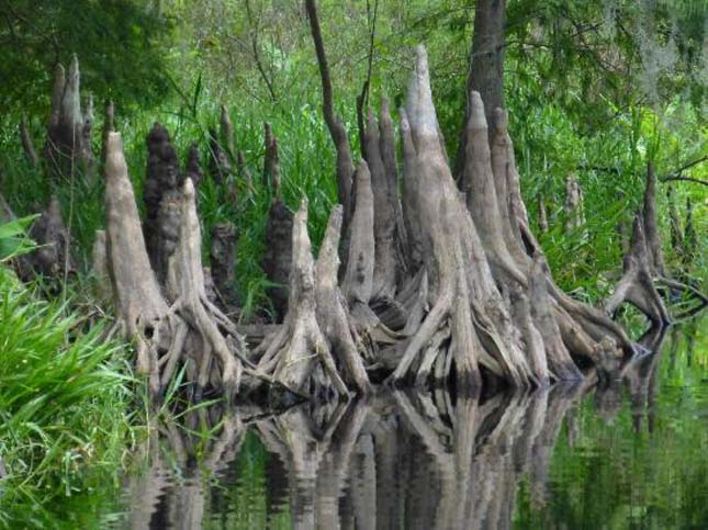 Big Cypress Nemzeti Rezervátum