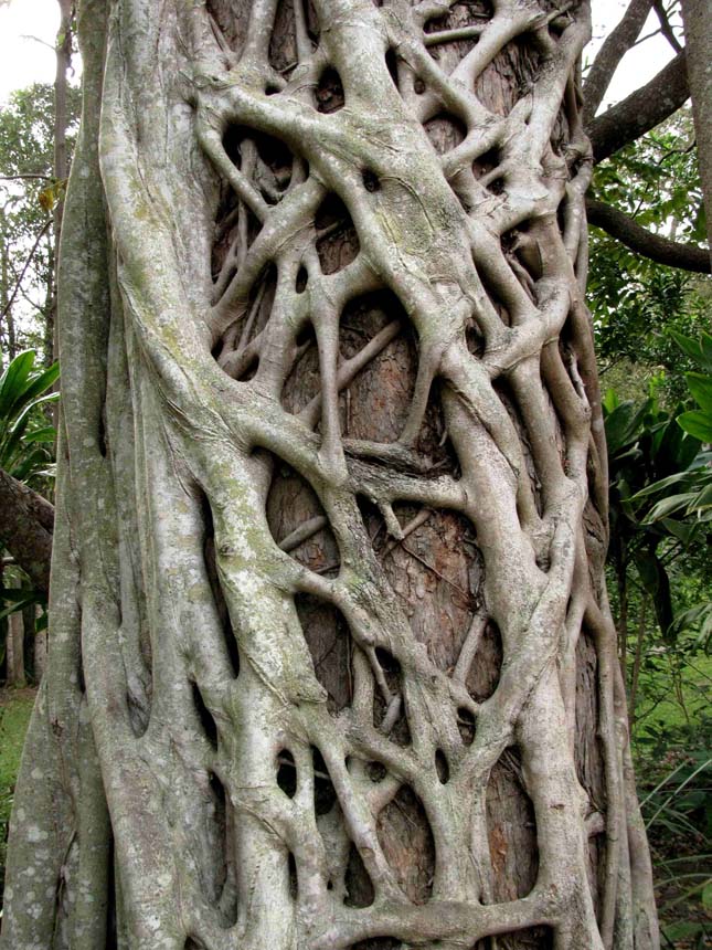 Big Cypress Nemzeti Rezervátum