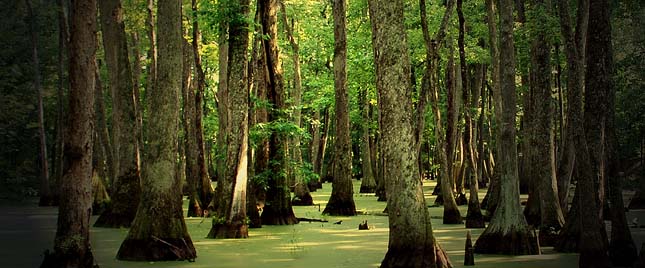 Big Cypress Nemzeti Rezervátum