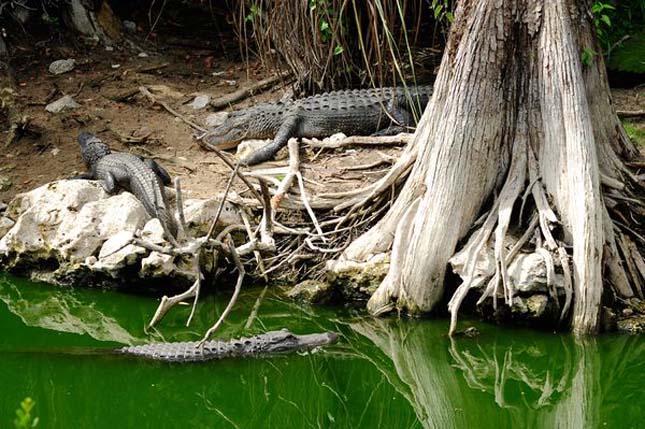 Big Cypress Nemzeti Rezervátum