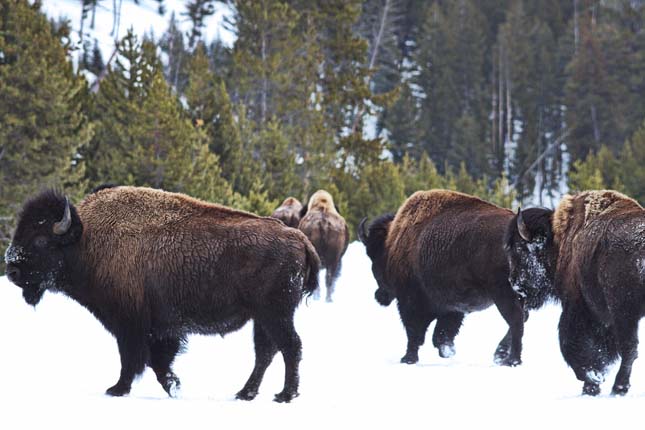 Bölények a Yellowstone Nemzeti Parkban