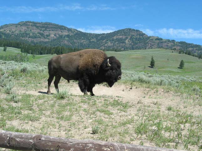 Bölények a Yellowstone Nemzeti Parkban