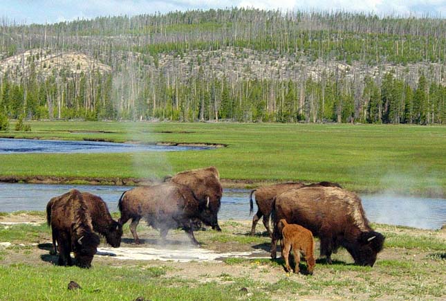 Bölények a Yellowstone Nemzeti Parkban