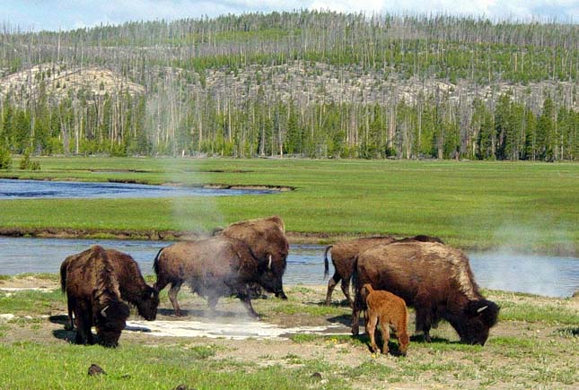 Bölények a Yellowstone Nemzeti Parkban