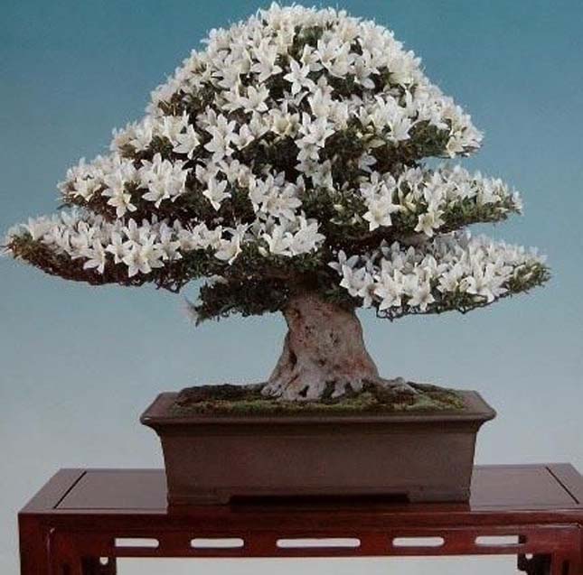 Bonsai