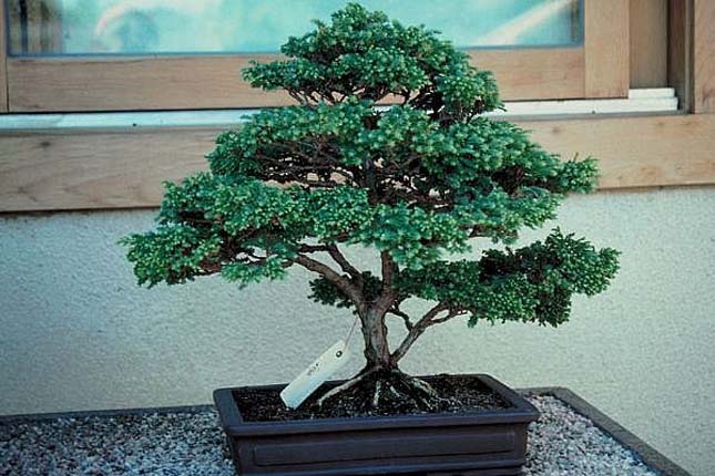 Bonsai