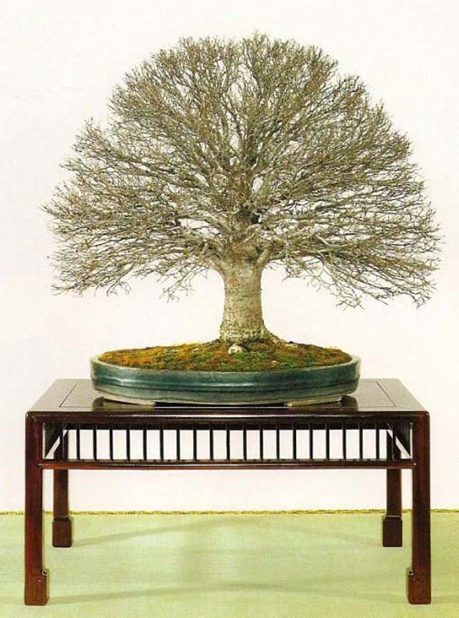 Bonsai