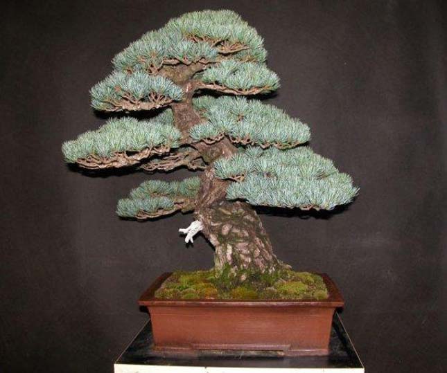 Bonsai