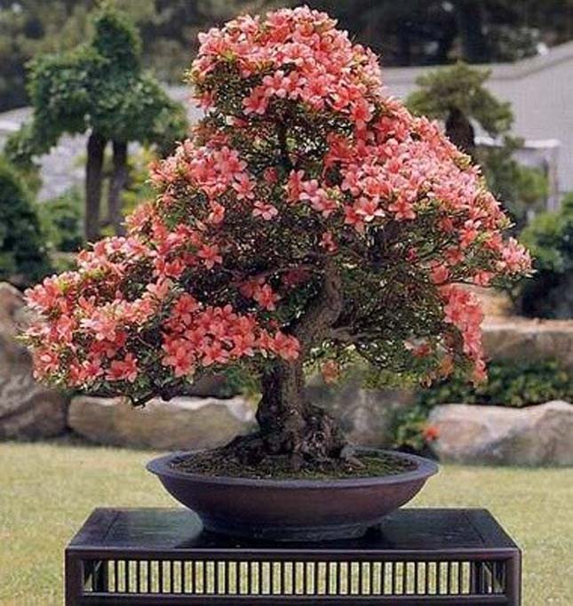 Bonsai