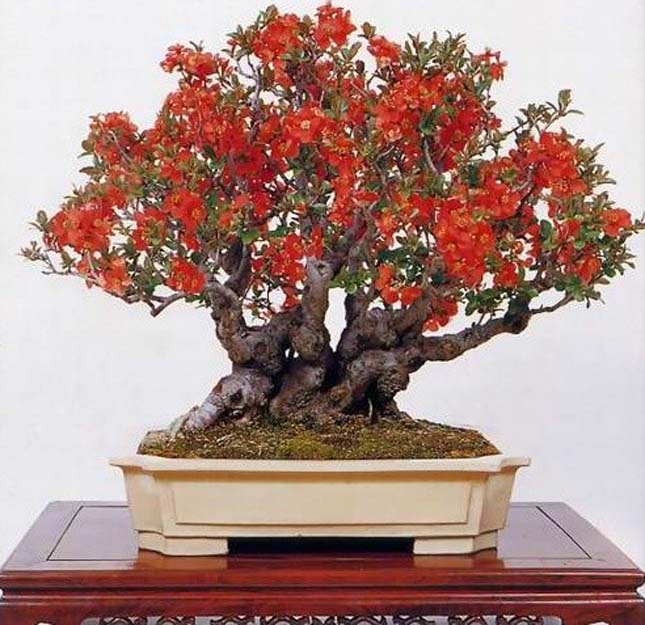 Bonsai