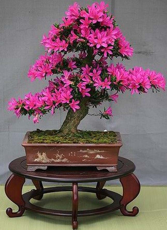 Bonsai