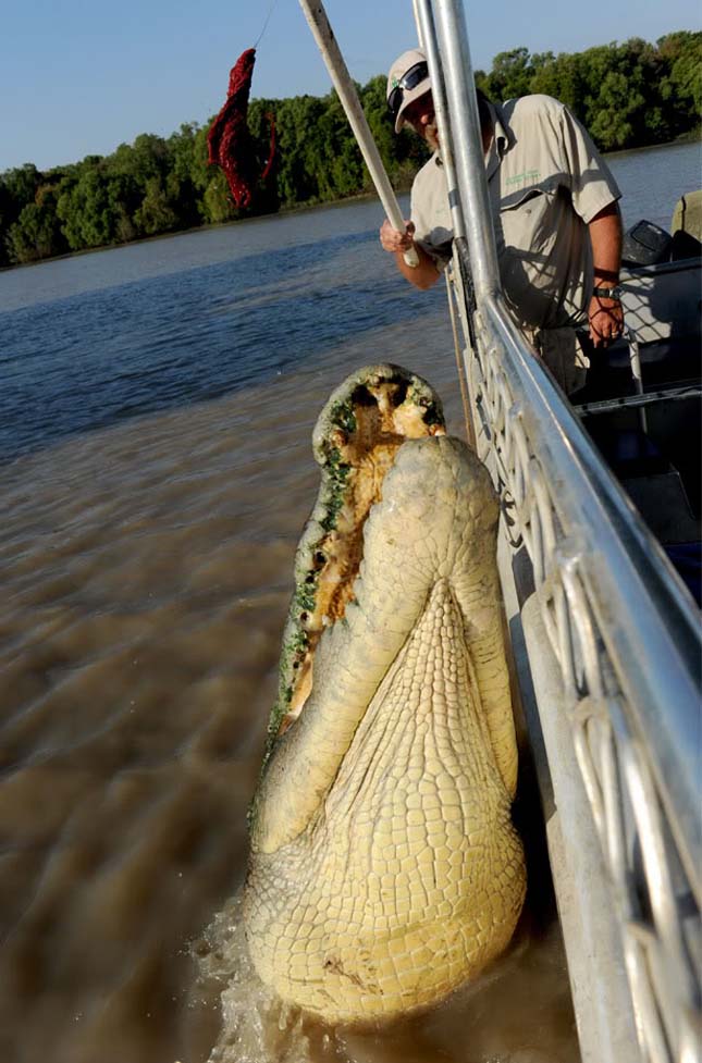 Brutus krokodil