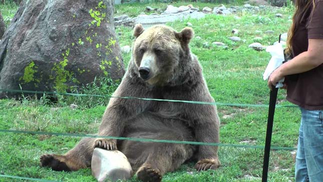 Brutus, grizzlymedve